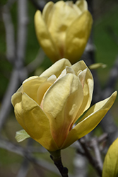 Sunsation Magnolia (Magnolia 'Sunsation') at Canadale Nurseries
