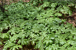 Mayapple (Podophyllum peltatum) at Canadale Nurseries
