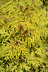 Lemony Lace Elder (Sambucus racemosa 'SMNSRD4') at Canadale Nurseries