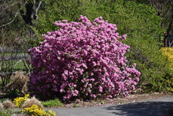 P.J.M. Elite Rhododendron (Rhododendron 'P.J.M. Elite') at Canadale Nurseries