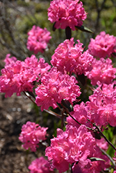 Landmark Rhododendron (Rhododendron 'Landmark') at Canadale Nurseries