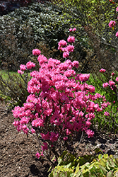 Landmark Rhododendron (Rhododendron 'Landmark') at Canadale Nurseries