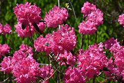 Landmark Rhododendron (Rhododendron 'Landmark') at Canadale Nurseries