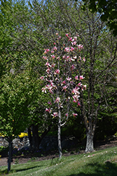Daybreak Magnolia (Magnolia 'Daybreak') at Canadale Nurseries
