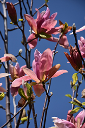 Daybreak Magnolia (Magnolia 'Daybreak') at Canadale Nurseries