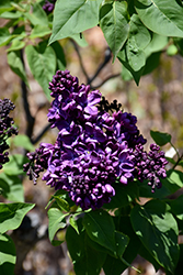 Agincourt Beauty Lilac (Syringa vulgaris 'Agincourt Beauty') at Canadale Nurseries
