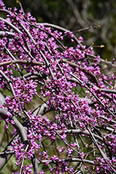 Lavender Twist Redbud (Cercis canadensis 'Covey') at Canadale Nurseries