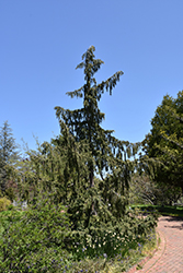 Weeping Nootka Cypress (Chamaecyparis nootkatensis 'Pendula') at Canadale Nurseries