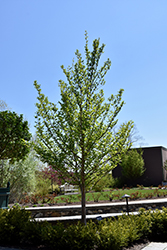 Japanese Stewartia (Stewartia pseudocamellia) at Canadale Nurseries