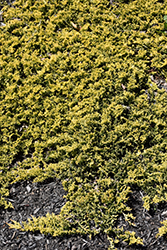 Mother Lode Juniper (Juniperus horizontalis 'Mother Lode') at Canadale Nurseries
