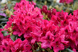 Nova Zembla Rhododendron (Rhododendron 'Nova Zembla') at Canadale Nurseries