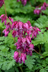 Luxuriant Bleeding Heart (Dicentra 'Luxuriant') at Canadale Nurseries
