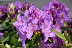 Boursault Rhododendron (Rhododendron catawbiense 'Boursault') at Canadale Nurseries