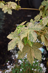 Eskimo Sunset Sycamore Maple (Acer pseudoplatanus 'Eskimo Sunset') at Canadale Nurseries