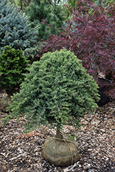 Dwarf Japanese Garden Juniper (tree form) (Juniperus procumbens 'Nana (tree form)') at Canadale Nurseries