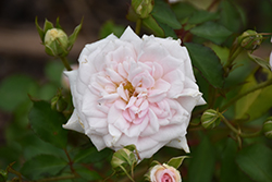 White Drift Rose (Rosa 'Meizorland') at Canadale Nurseries