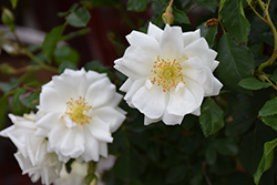 Flower Carpet White Rose (Rosa 'Flower Carpet White') at Canadale Nurseries