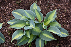Touch Of Class Hosta (Hosta 'Touch Of Class') at Canadale Nurseries