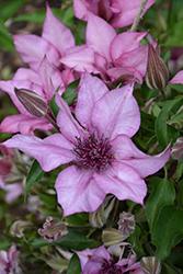 Giselle Clematis (Clematis 'Evipo051') at Canadale Nurseries