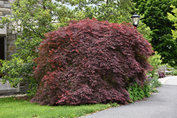 Tamukeyama Japanese Maple (Acer palmatum 'Tamukeyama') at Canadale Nurseries