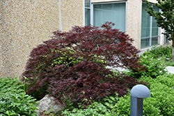 Red Dragon Japanese Maple (Acer palmatum 'Red Dragon') at Canadale Nurseries