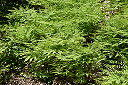 Northern Maidenhair Fern (Adiantum pedatum) at Canadale Nurseries
