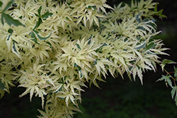 Butterfly Variegated Japanese Maple (Acer palmatum 'Butterfly') at Canadale Nurseries