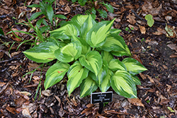 Christmas Candy Hosta (Hosta 'Christmas Candy') at Canadale Nurseries