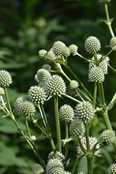 Rattlesnake Master (Eryngium yuccifolium) at Canadale Nurseries