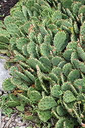 Prickly Pear Cactus (Opuntia humifusa) at Canadale Nurseries