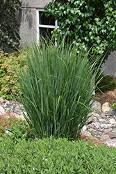 Northwind Switch Grass (Panicum virgatum 'Northwind') at Canadale Nurseries