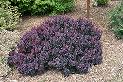Concorde Japanese Barberry (Berberis thunbergii 'Concorde') at Canadale Nurseries