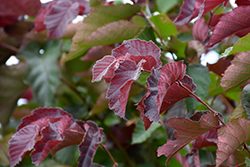 Purpleleaf Bailey Select American Hazelnut (Corylus americana 'Purpleleaf Bailey Select') at Canadale Nurseries