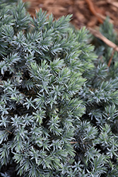 Blue Star Juniper (Juniperus squamata 'Blue Star') at Canadale Nurseries