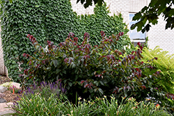 Purpleleaf Bailey Select American Hazelnut (Corylus americana 'Purpleleaf Bailey Select') at Canadale Nurseries