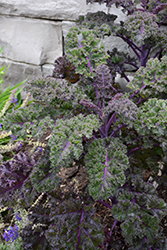 Redbor Kale (Brassica oleracea var. acephala 'Redbor') at Canadale Nurseries