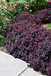 Concorde Japanese Barberry (Berberis thunbergii 'Concorde') at Canadale Nurseries