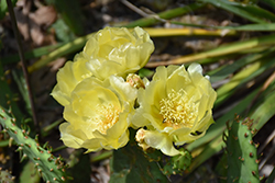 Prickly Pear Cactus (Opuntia humifusa) at Canadale Nurseries