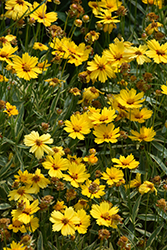 Tequila Sunrise Tickseed (Coreopsis 'Tequila Sunrise') at Canadale Nurseries