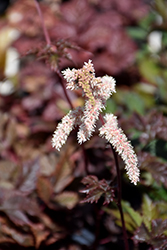 Chocolate Shogun Astilbe (Astilbe x arendsii 'Chocolate Shogun') at Canadale Nurseries