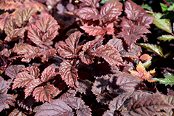 Chocolate Shogun Astilbe (Astilbe x arendsii 'Chocolate Shogun') at Canadale Nurseries