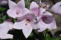 Astra Pink Balloon Flower (Platycodon grandiflorus 'Astra Pink') at Canadale Nurseries