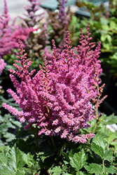 Little Vision In Pink Chinese Astilbe (Astilbe chinensis 'Little Vision In Pink') at Canadale Nurseries