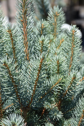 Blue Totem Spruce (Picea pungens 'Blue Totem') at Canadale Nurseries