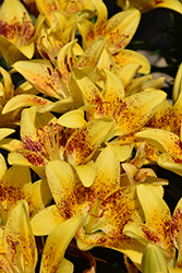 Lily Looks Tiny Nugget Lily (Lilium 'Tiny Nugget') at Canadale Nurseries