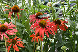 Tomato Soup Coneflower (Echinacea 'Tomato Soup') at Canadale Nurseries