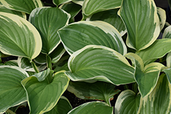 Royal Wedding Hosta (Hosta 'Royal Wedding') at Canadale Nurseries