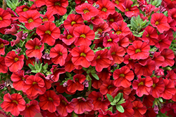 Superbells Red Calibrachoa (Calibrachoa 'INCALIMRED') at Canadale Nurseries