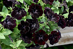 Black Velvet Petunia (Petunia 'Black Velvet') at Canadale Nurseries