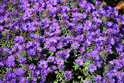 Grape Crush New England Aster (Symphyotrichum novae-angliae 'Grape Crush') at Canadale Nurseries